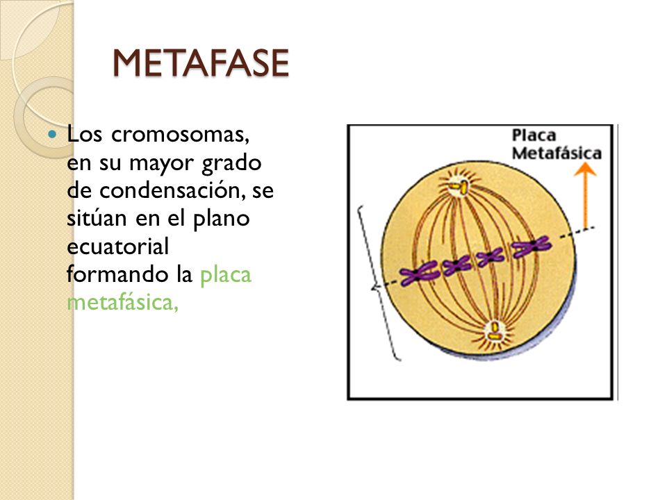 METAFASE Los cromosomas, en su mayor grado de condensación, se sitúan en el plano ecuatorial formando la placa metafásica,