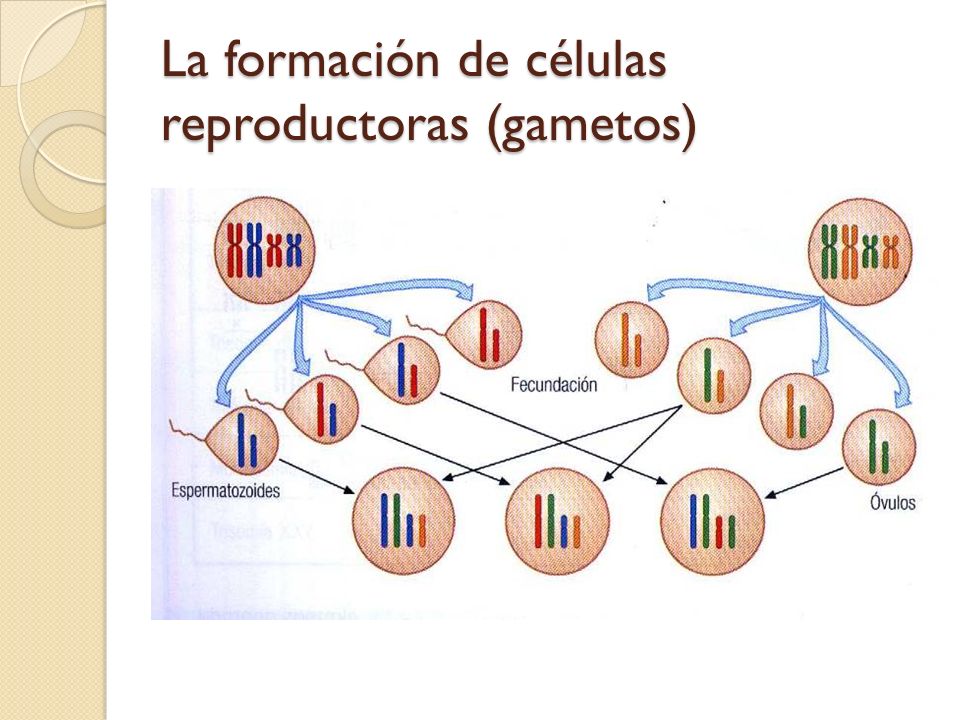 La formación de células reproductoras (gametos)