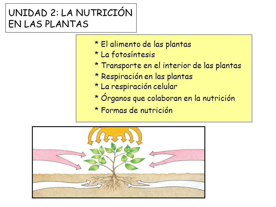 UNIDAD 2: LA NUTRICIÓN EN LAS PLANTAS