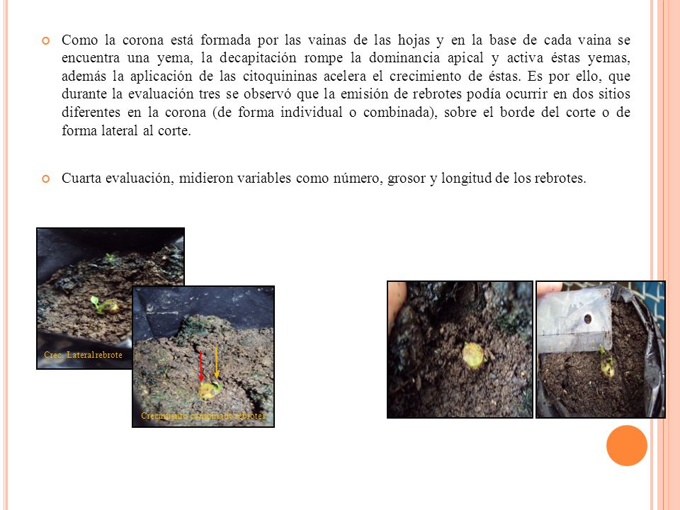 Como la corona está formada por las vainas de las hojas y en la base de cada vaina se encuentra una yema, la decapitación rompe la dominancia apical y activa éstas yemas, además la aplicación de las citoquininas acelera el crecimiento de éstas. Es por ello, que durante la evaluación tres se observó que la emisión de rebrotes podía ocurrir en dos sitios diferentes en la corona (de forma individual o combinada), sobre el borde del corte o de forma lateral al corte.