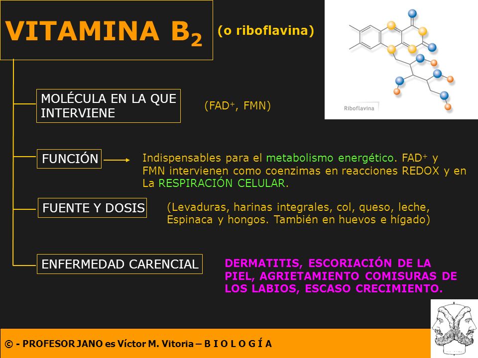 VITAMINA B2 (o riboflavina)‏ MOLÉCULA EN LA QUE INTERVIENE FUNCIÓN