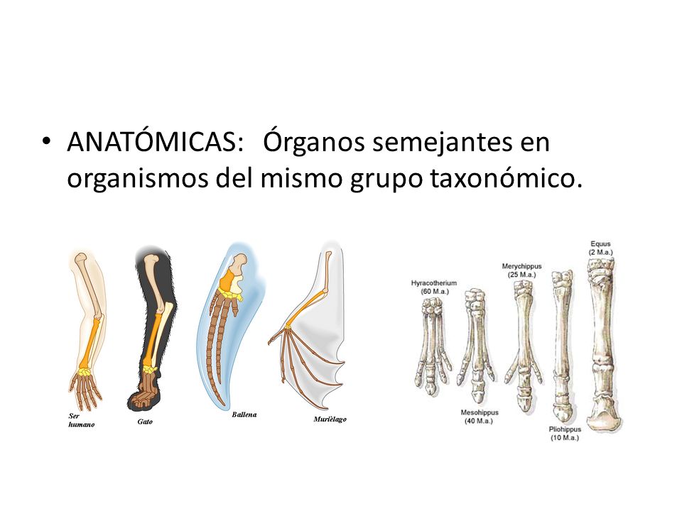 ANATÓMICAS: Órganos semejantes en organismos del mismo grupo taxonómico.