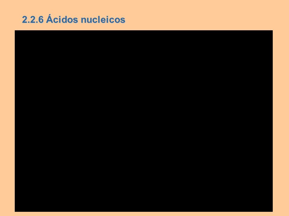 2.2.6 Ácidos nucleicos