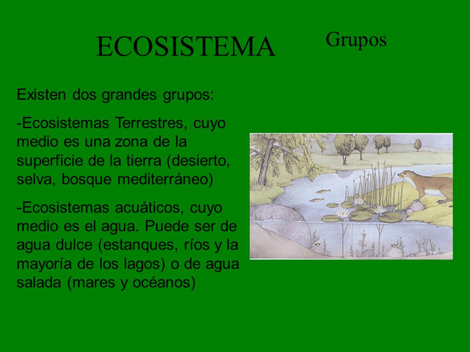 ECOSISTEMA Grupos Existen dos grandes grupos: