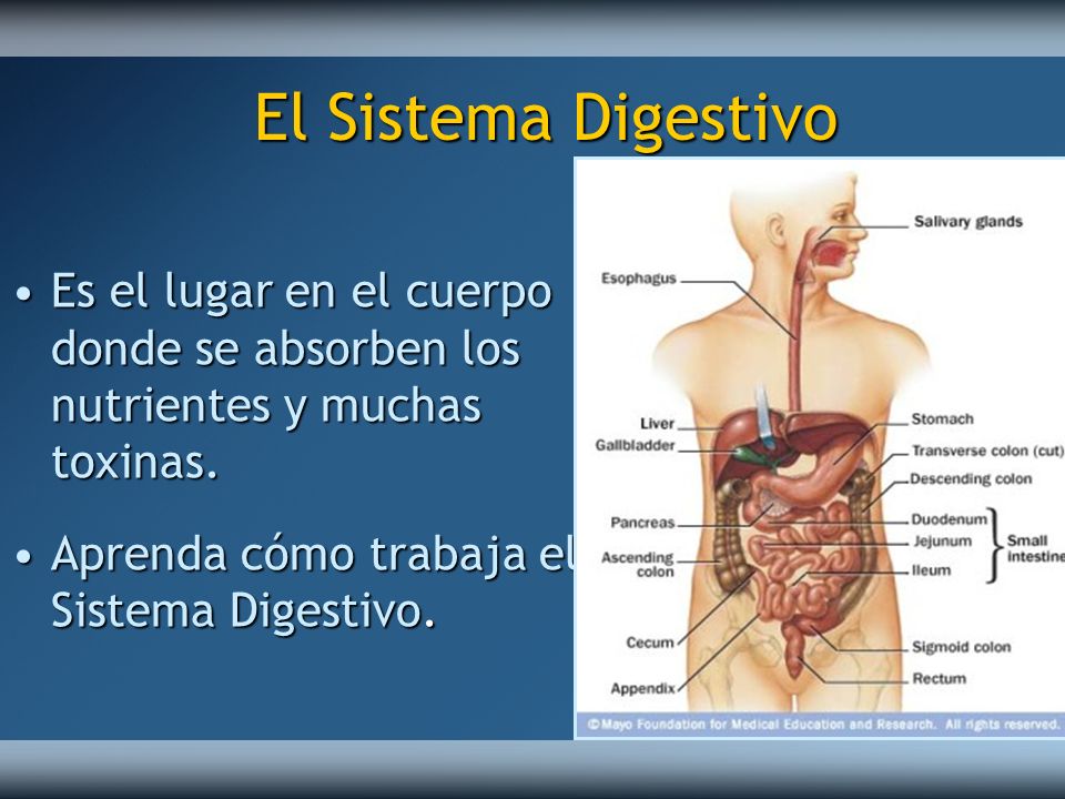 El Sistema Digestivo Es el lugar en el cuerpo donde se absorben los nutrientes y muchas toxinas.