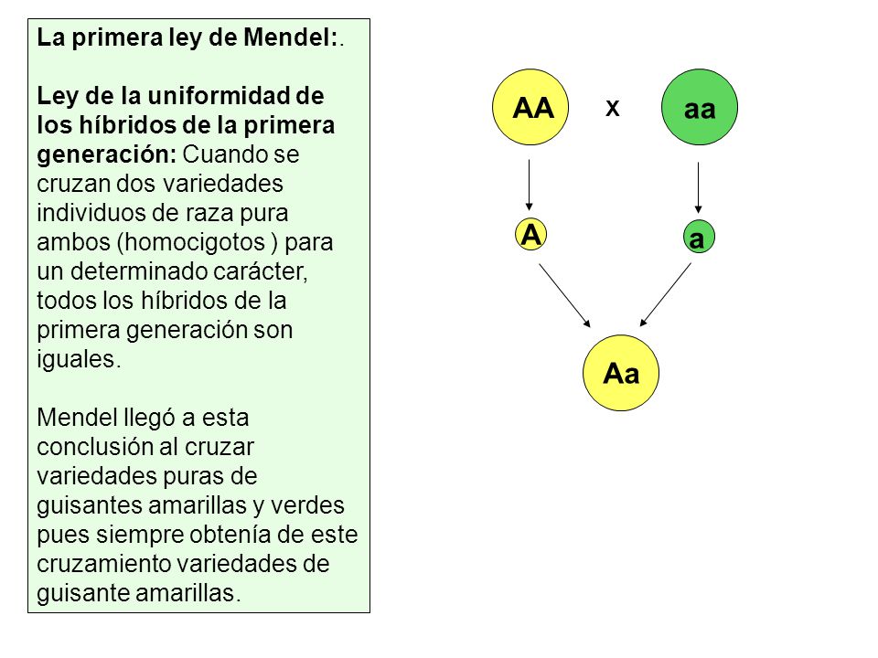AA aa A a Aa La primera ley de Mendel:.