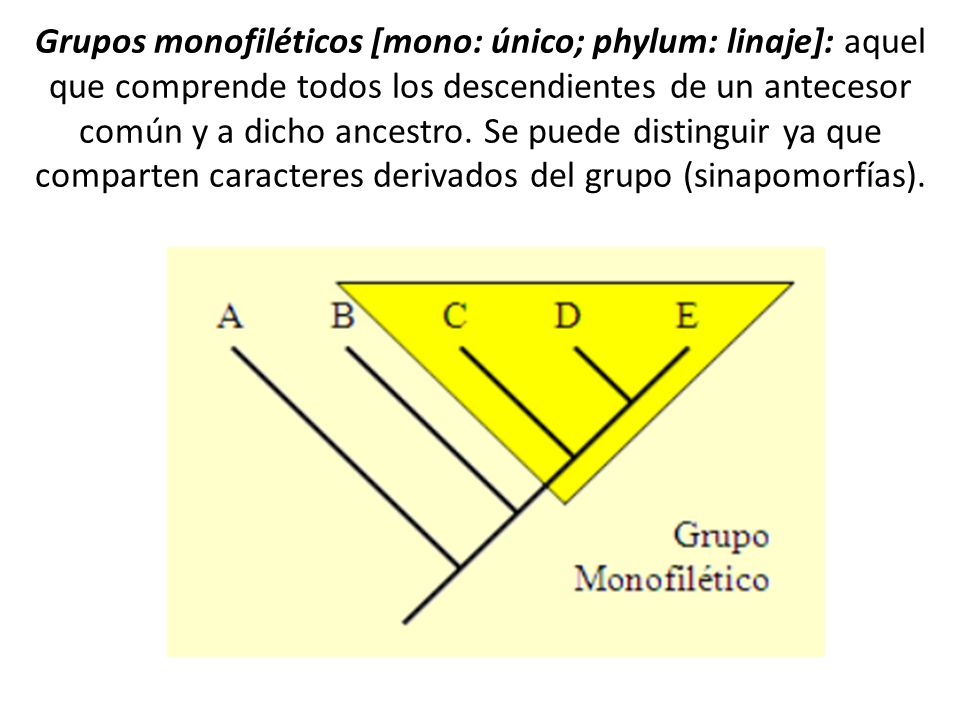 Grupos monofiléticos [mono: único; phylum: linaje]: aquel que comprende todos los descendientes de un antecesor común y a dicho ancestro.