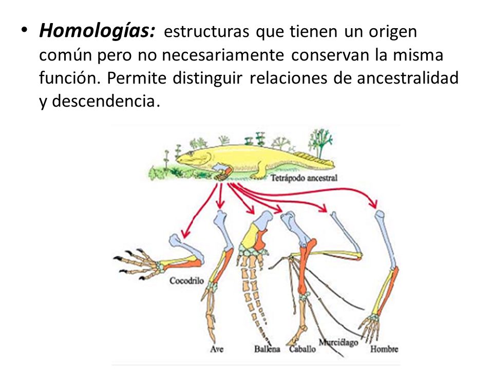Homologías: estructuras que tienen un origen común pero no necesariamente conservan la misma función.