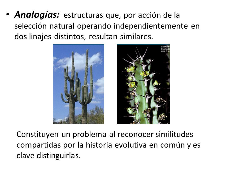 Analogías: estructuras que, por acción de la selección natural operando independientemente en dos linajes distintos, resultan similares.