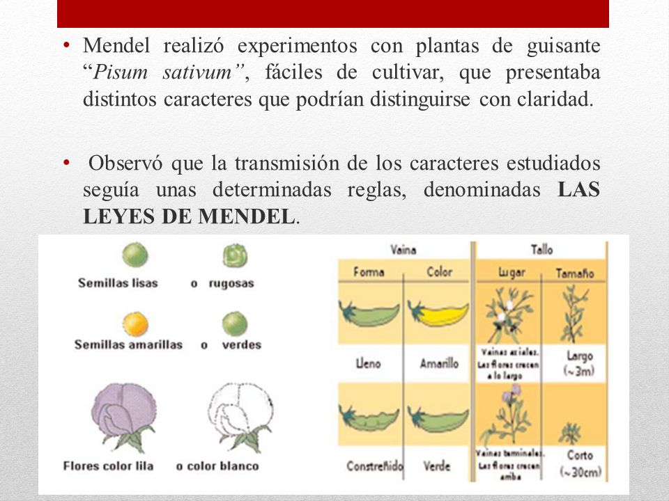 Mendel realizó experimentos con plantas de guisante Pisum sativum , fáciles de cultivar, que presentaba distintos caracteres que podrían distinguirse con claridad.