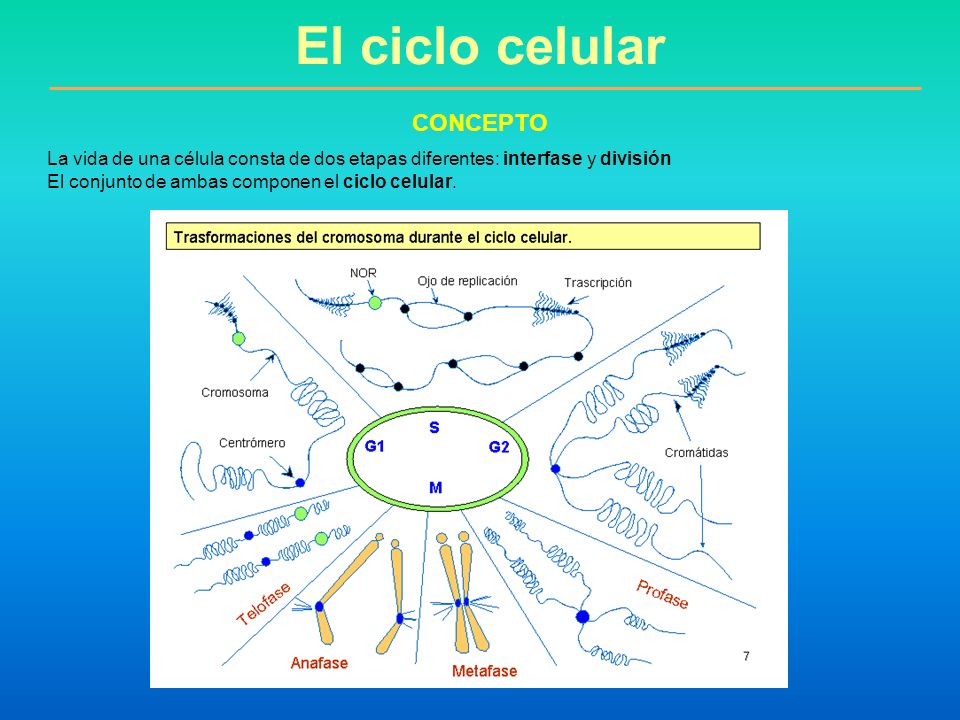 El ciclo celular CONCEPTO