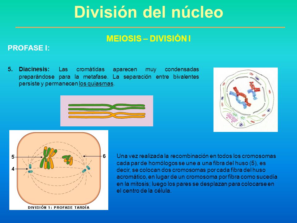 División del núcleo MEIOSIS – DIVISIÓN I PROFASE I:
