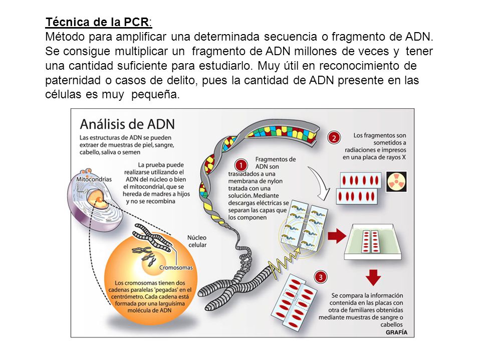 Técnica de la PCR: