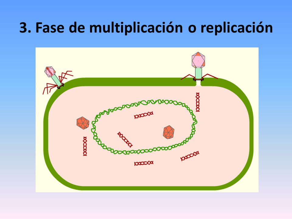 3. Fase de multiplicación o replicación