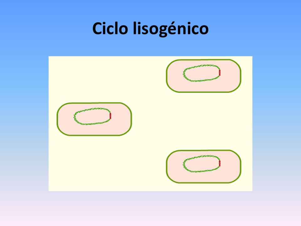 Ciclo lisogénico