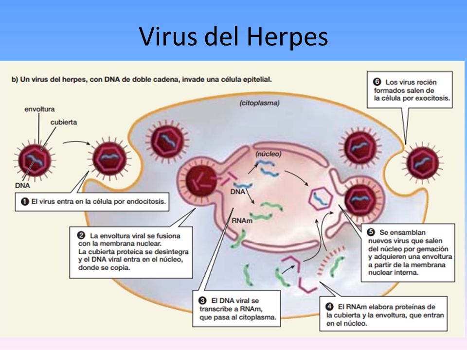 Virus del Herpes