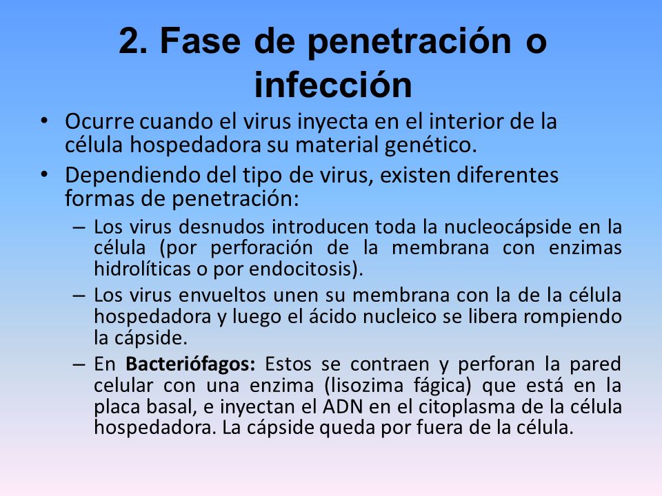2. Fase de penetración o infección