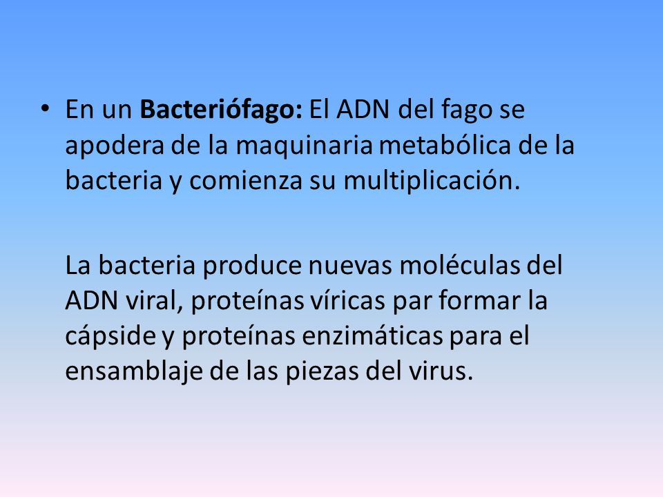 En un Bacteriófago: El ADN del fago se apodera de la maquinaria metabólica de la bacteria y comienza su multiplicación.