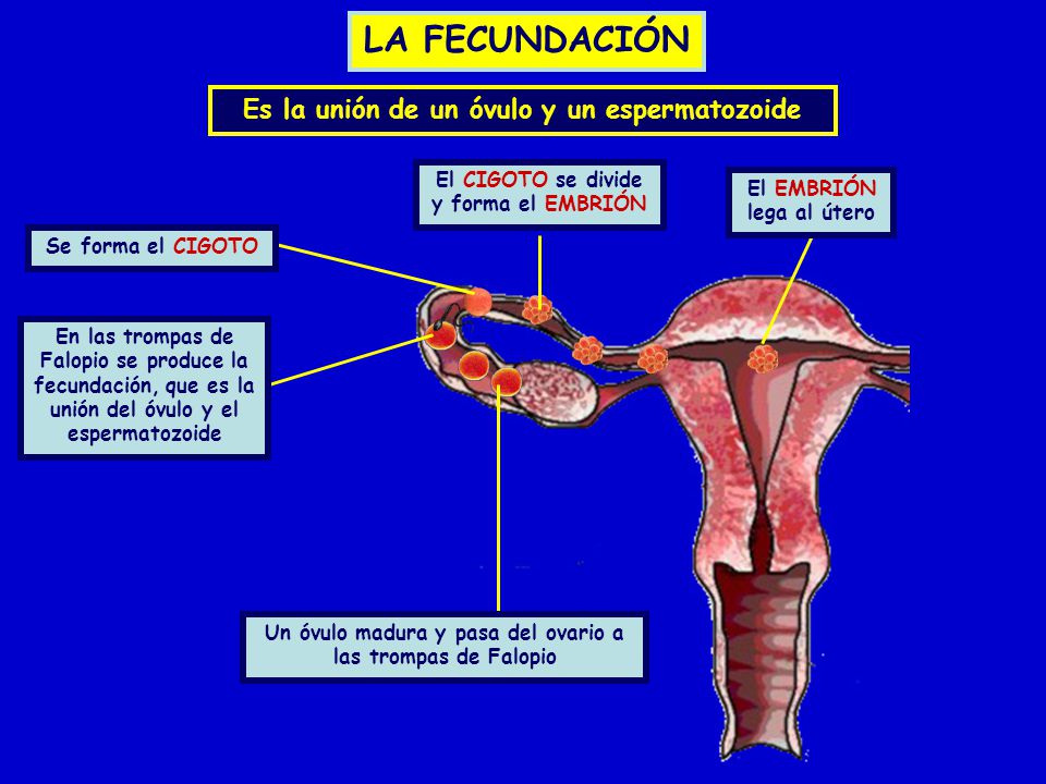 LA FECUNDACIÓN Es la unión de un óvulo y un espermatozoide