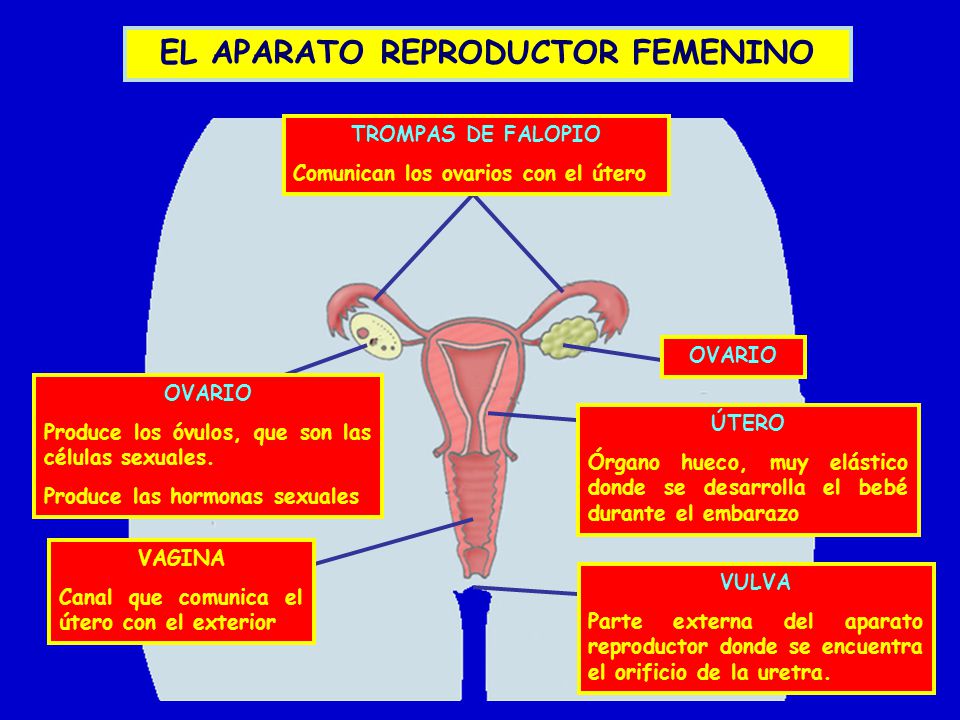 EL APARATO REPRODUCTOR FEMENINO