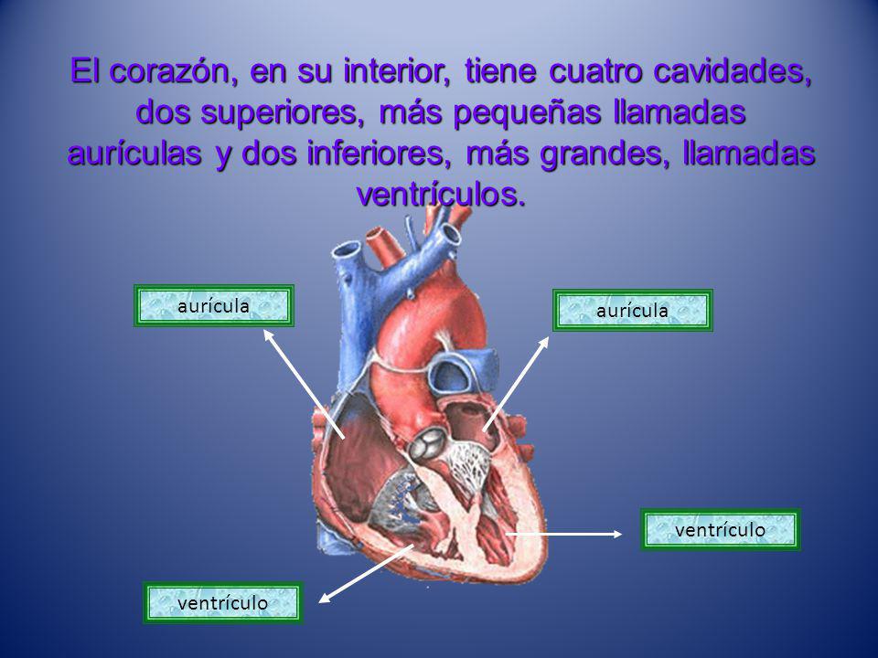El corazón, en su interior, tiene cuatro cavidades, dos superiores, más pequeñas llamadas aurículas y dos inferiores, más grandes, llamadas ventrículos.