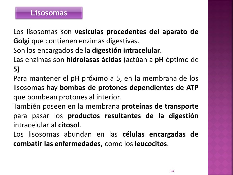 Lisosomas Los lisosomas son vesículas procedentes del aparato de Golgi que contienen enzimas digestivas.