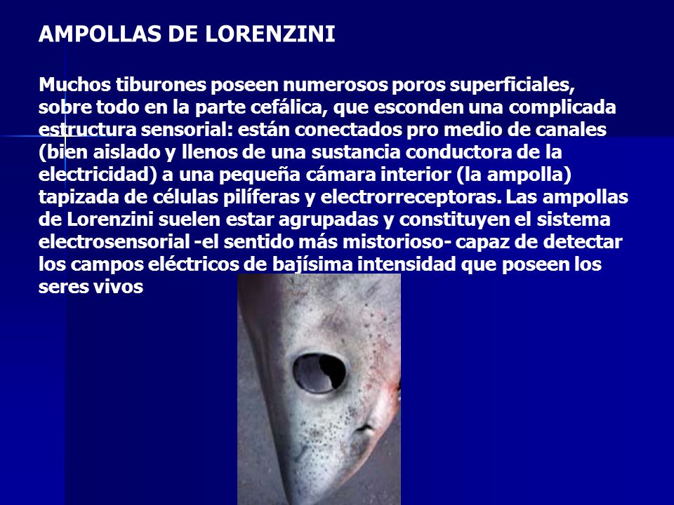 AMPOLLAS DE LORENZINI Muchos tiburones poseen numerosos poros superficiales, sobre todo en la parte cefálica, que esconden una complicada estructura sensorial: están conectados pro medio de canales (bien aislado y llenos de una sustancia conductora de la electricidad) a una pequeña cámara interior (la ampolla) tapizada de células pilíferas y electrorreceptoras.