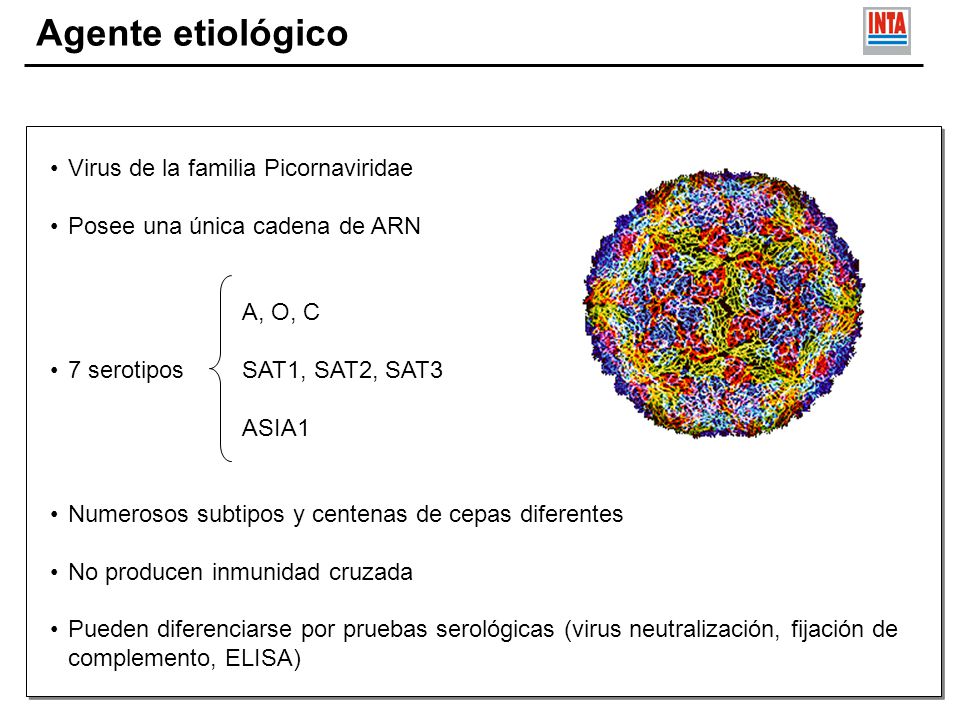 Agente etiológico Virus de la familia Picornaviridae