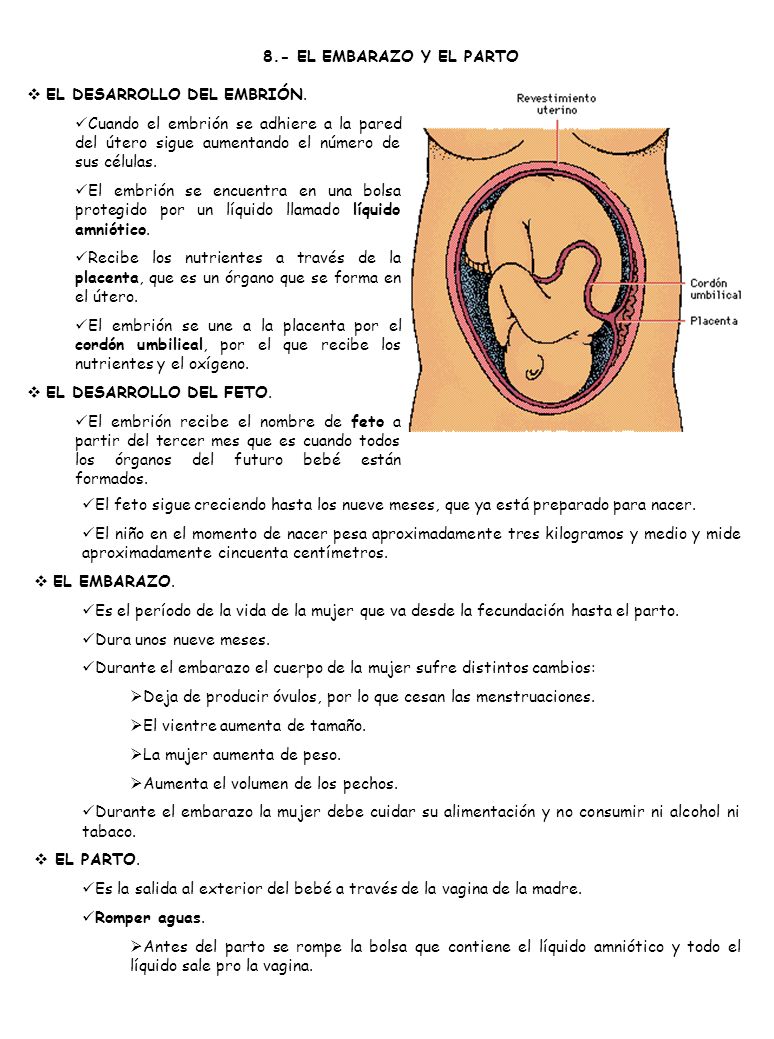 8.- EL EMBARAZO Y EL PARTO EL DESARROLLO DEL EMBRIÓN. Cuando el embrión se adhiere a la pared del útero sigue aumentando el número de sus células.