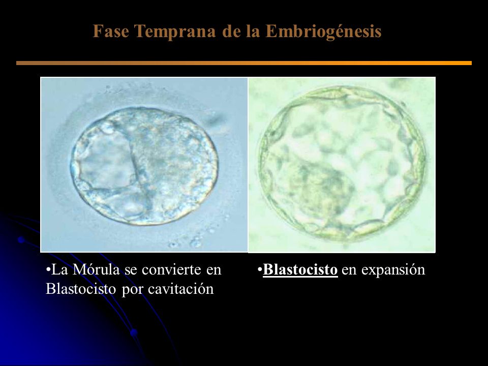 Fase Temprana de la Embriogénesis