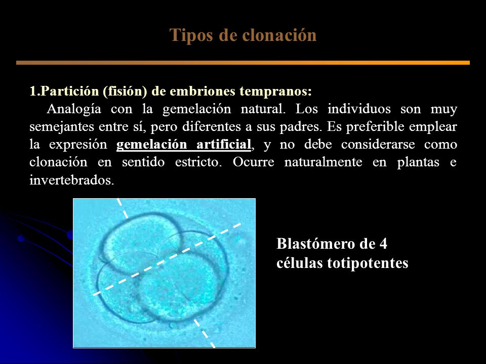 Tipos de clonación Blastómero de 4 células totipotentes