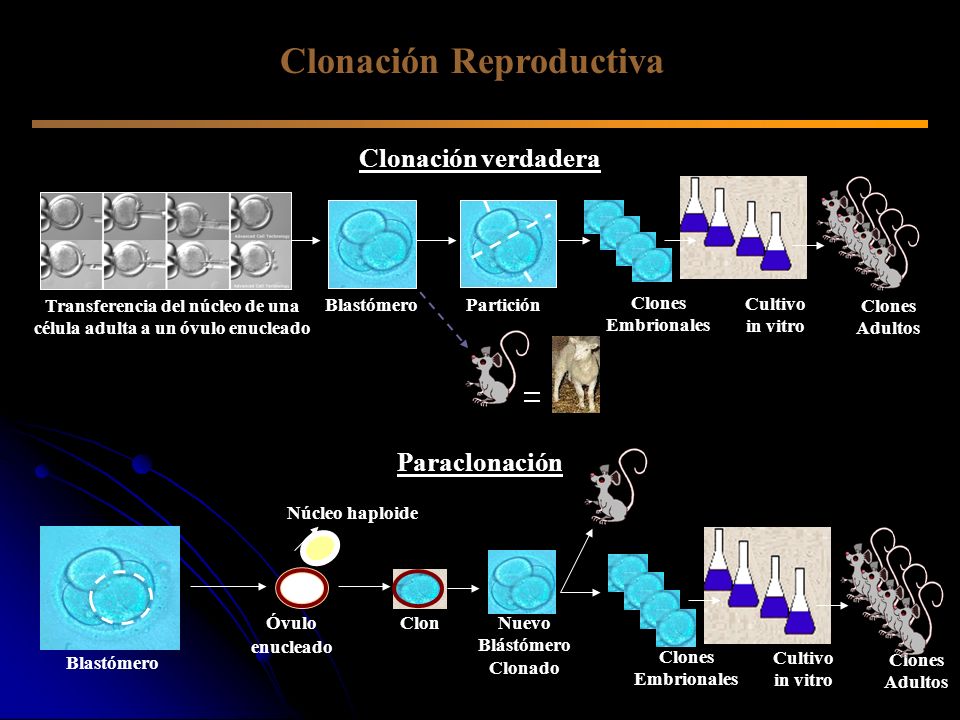 Clonación Reproductiva
