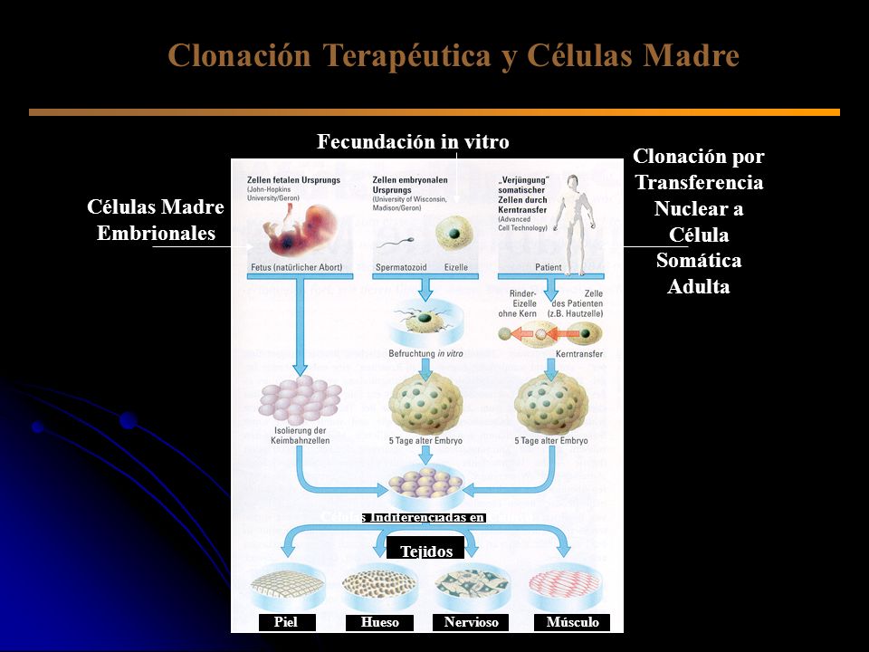 Clonación Terapéutica y Células Madre