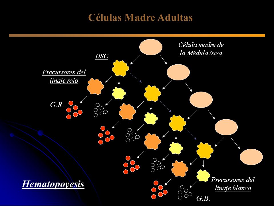 Células Madre Adultas Hematopoyesis G.R. G.B.