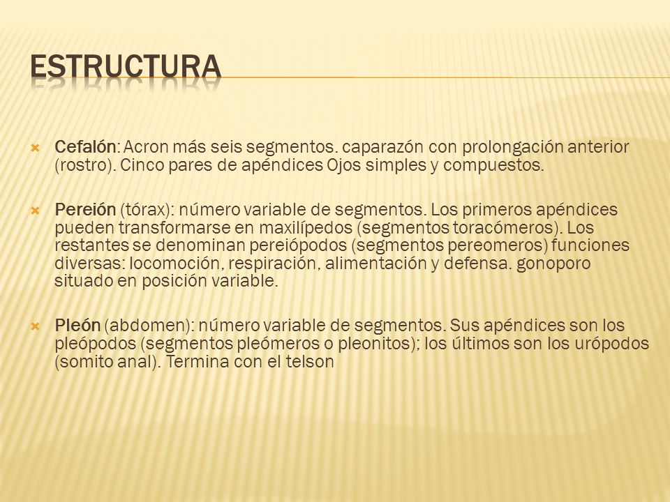 ESTRUCTURA Cefalón: Acron más seis segmentos. caparazón con prolongación anterior (rostro). Cinco pares de apéndices Ojos simples y compuestos.