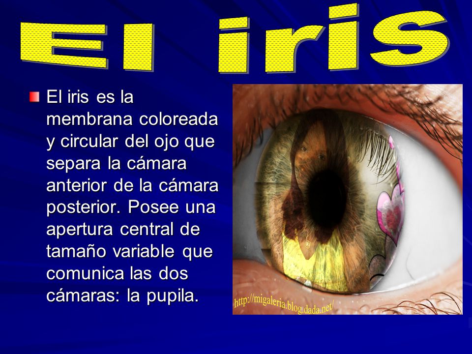 El iris
