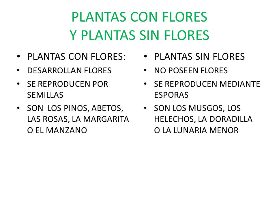 PLANTAS CON FLORES Y PLANTAS SIN FLORES