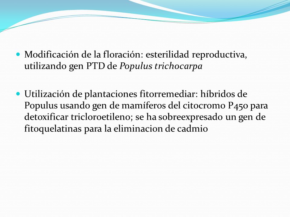 Modificación de la floración: esterilidad reproductiva, utilizando gen PTD de Populus trichocarpa