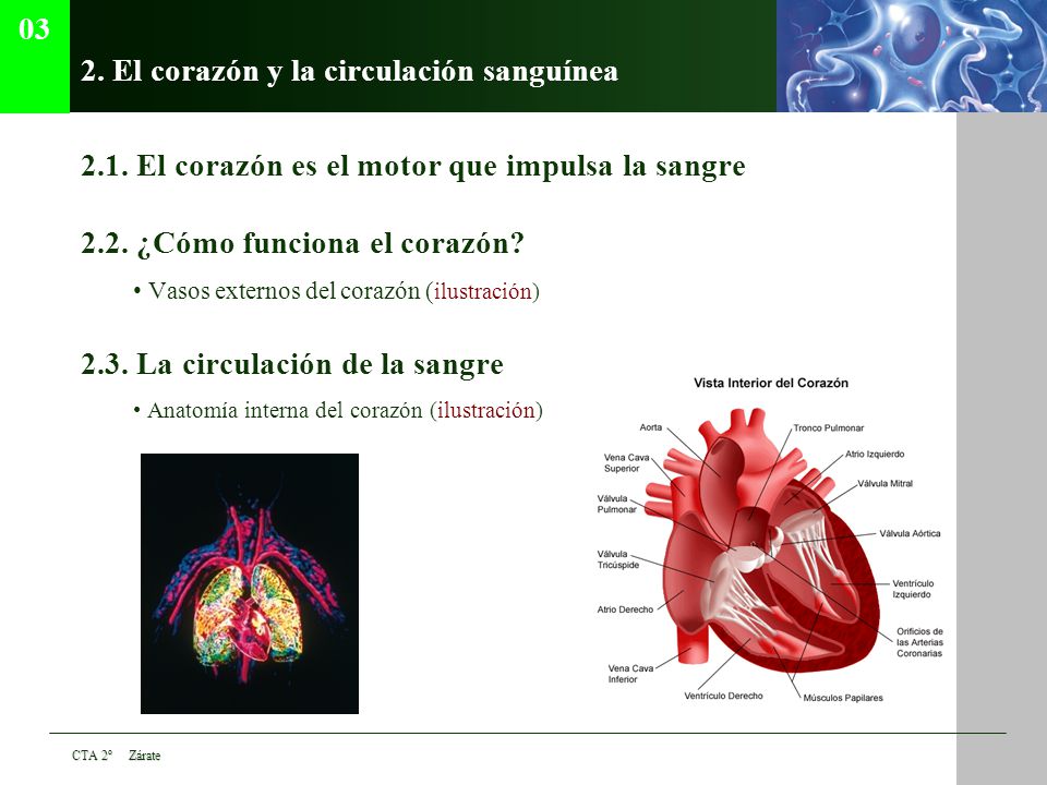 2. El corazón y la circulación sanguínea