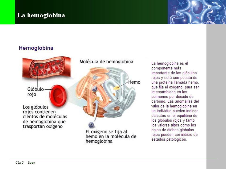 La hemoglobina