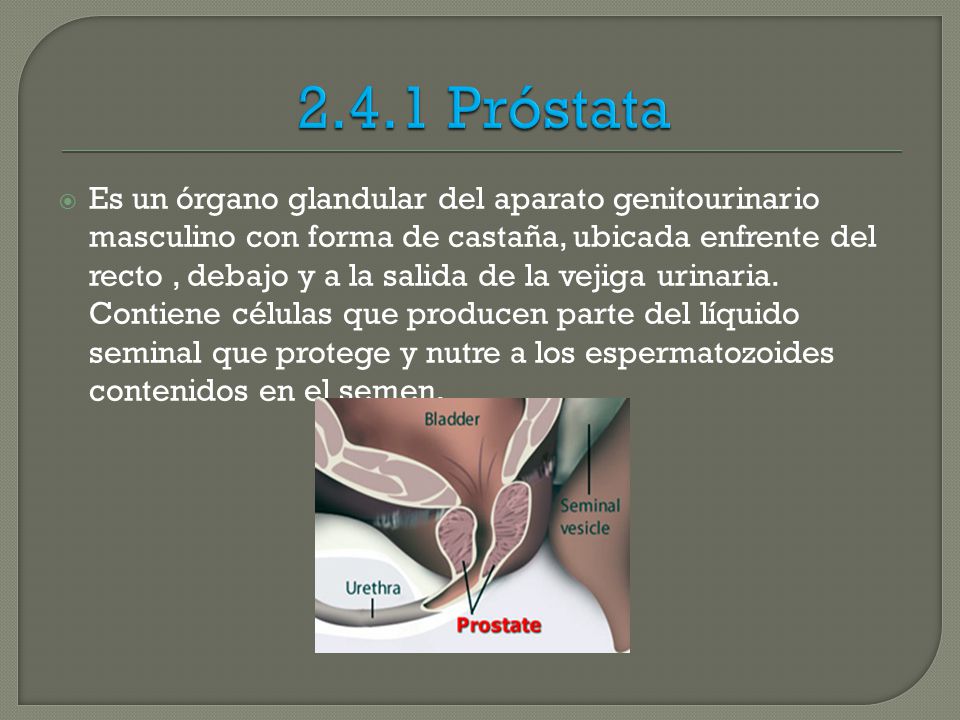 2.4.1 Próstata