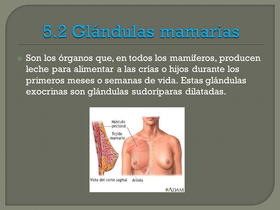 5.2 Glándulas mamarias