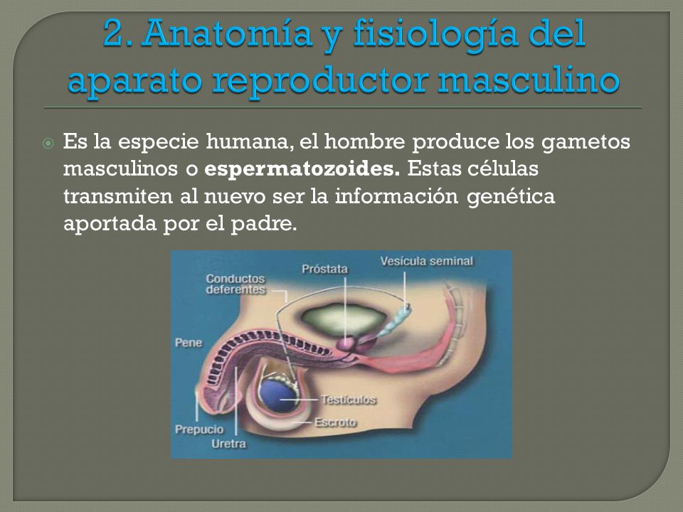 2. Anatomía y fisiología del aparato reproductor masculino