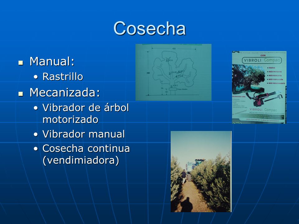 Cosecha Manual: Mecanizada: Rastrillo Vibrador de árbol motorizado