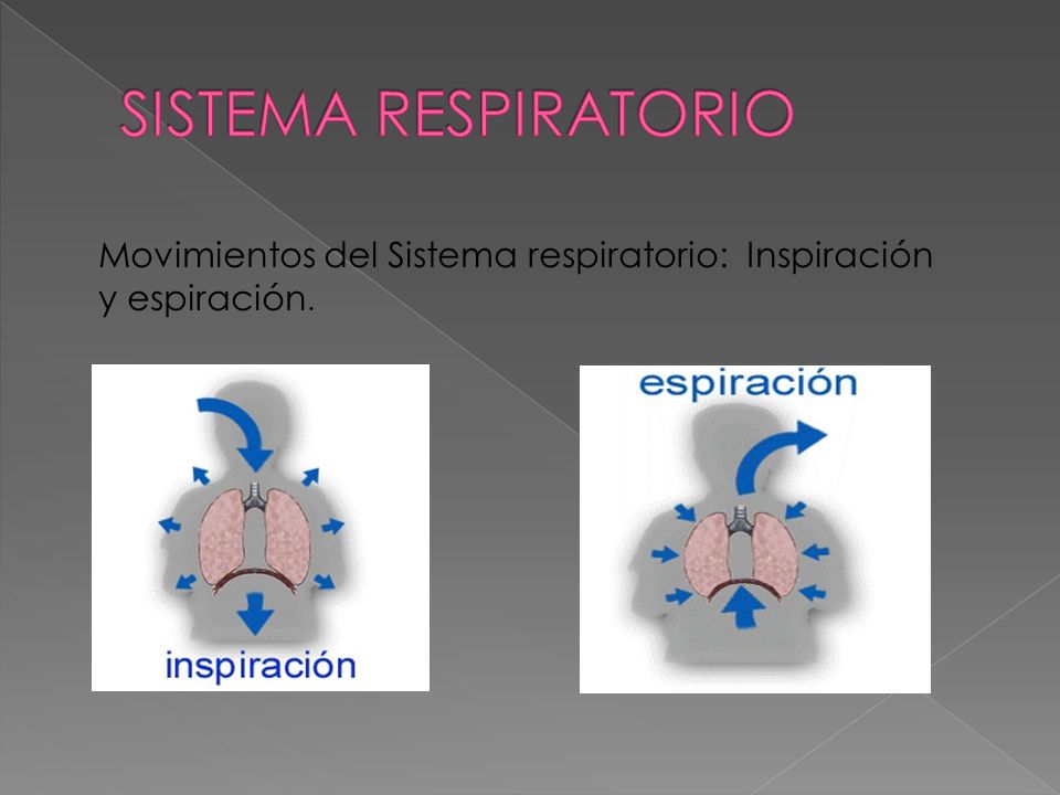 SISTEMA RESPIRATORIO Movimientos del Sistema respiratorio: Inspiración y espiración.