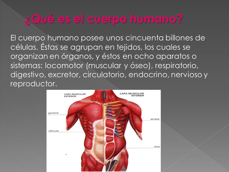 ¿Qué es el cuerpo humano