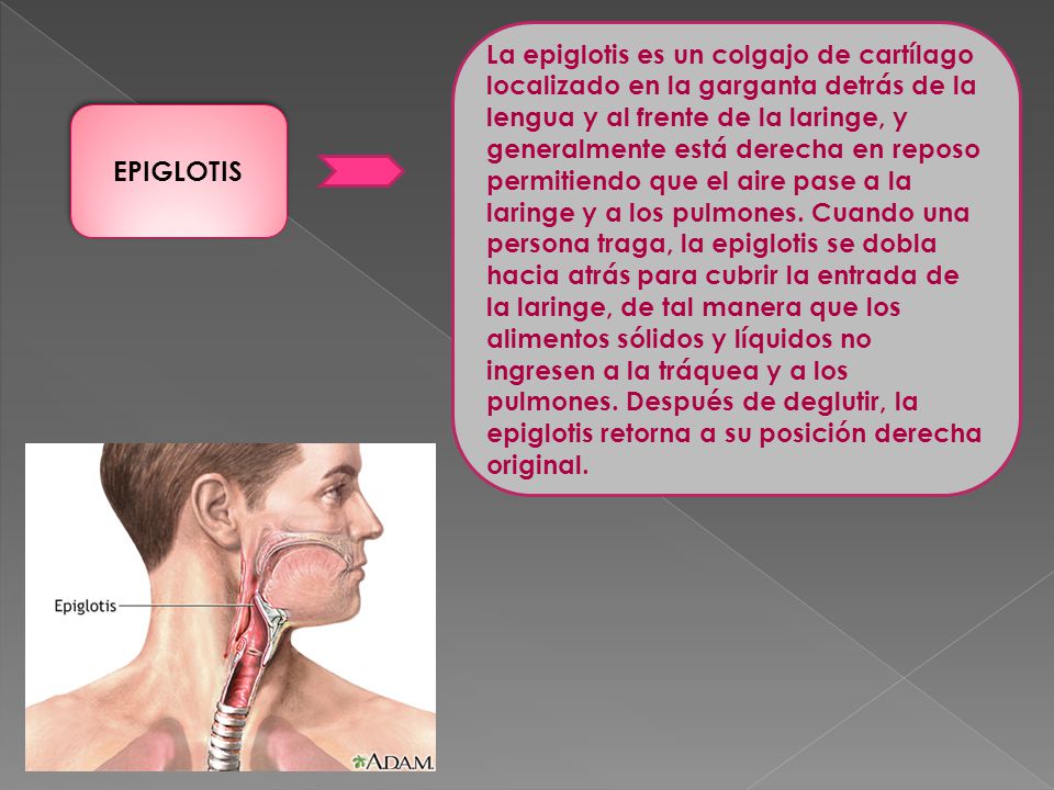 La epiglotis es un colgajo de cartílago localizado en la garganta detrás de la lengua y al frente de la laringe, y generalmente está derecha en reposo permitiendo que el aire pase a la laringe y a los pulmones. Cuando una persona traga, la epiglotis se dobla hacia atrás para cubrir la entrada de la laringe, de tal manera que los alimentos sólidos y líquidos no ingresen a la tráquea y a los pulmones. Después de deglutir, la epiglotis retorna a su posición derecha original.