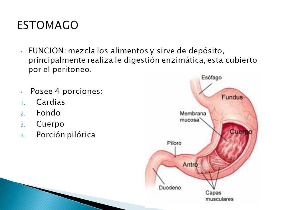 ESTOMAGO FUNCION: mezcla los alimentos y sirve de depósito, principalmente realiza le digestión enzimática, esta cubierto por el peritoneo.