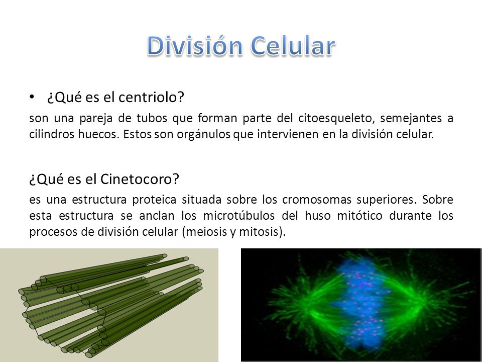 División Celular ¿Qué es el centriolo ¿Qué es el Cinetocoro