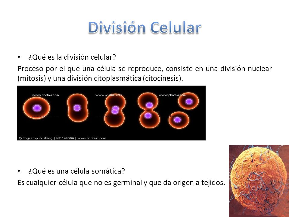 División Celular ¿Qué es la división celular